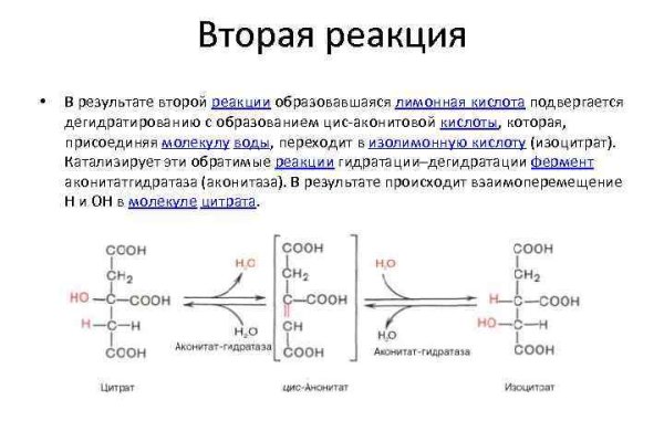 Актуальное зеркало kraken